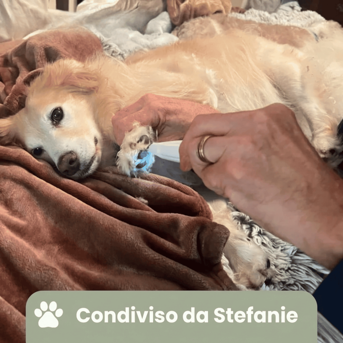 PawTrim Pro™ - Cura delle Zampe Indolore in Pochi Secondi