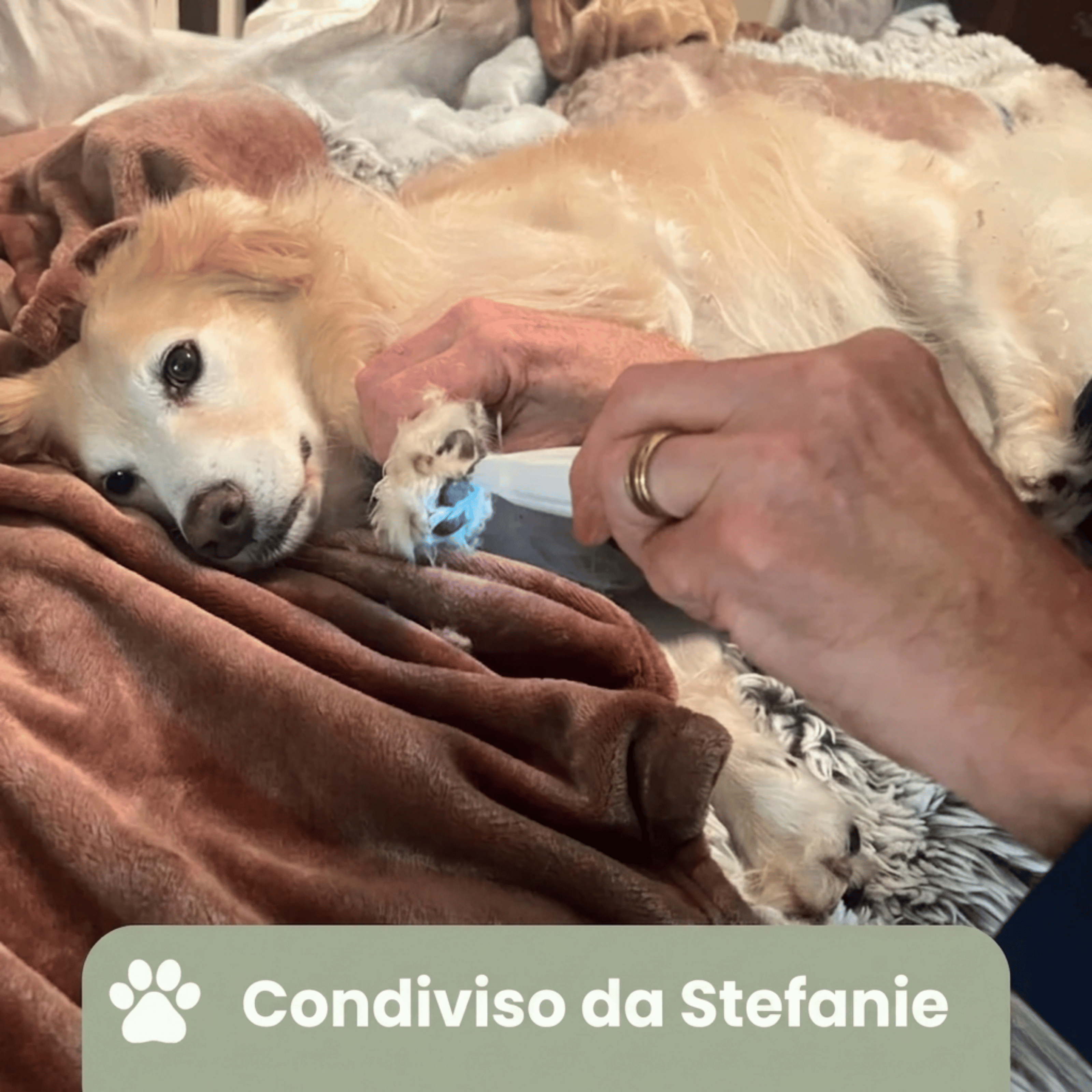 PawTrim Pro™ - Cura delle Zampe Indolore in Pochi Secondi