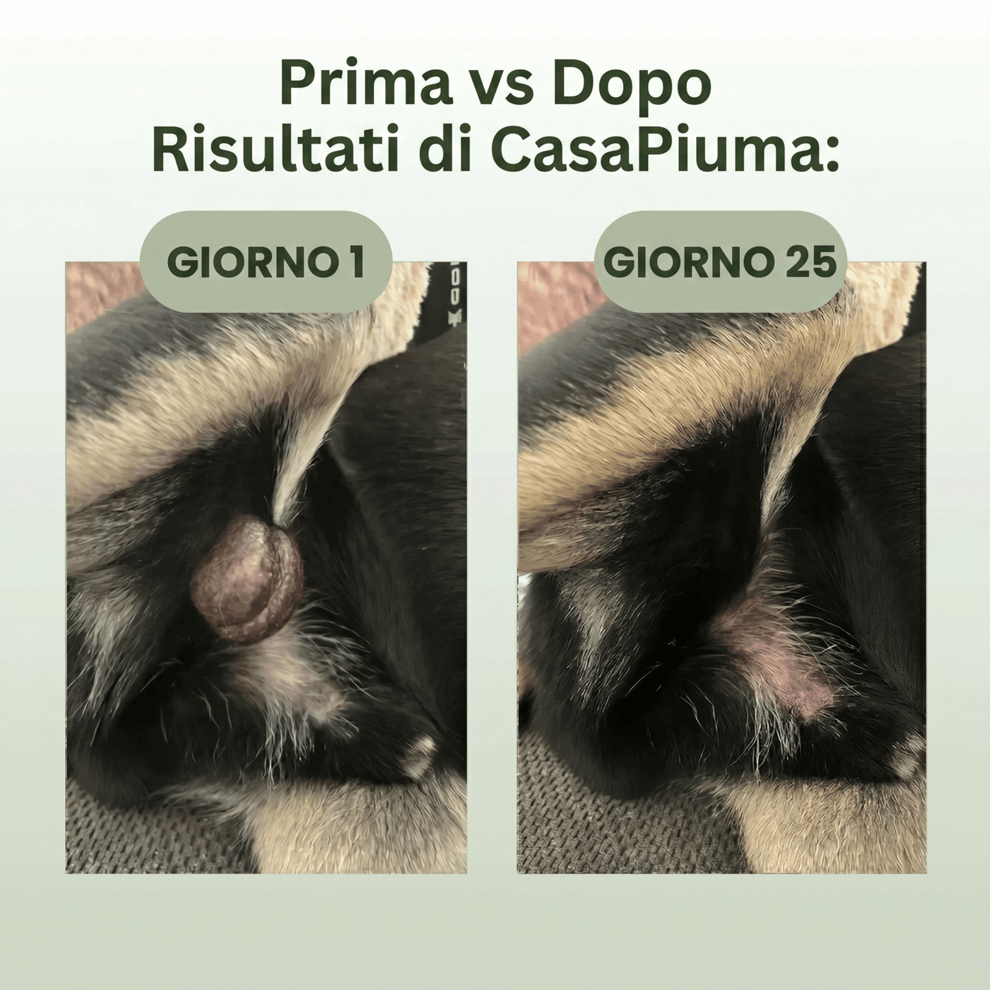 PeloVital: Coda di Tacchino + Probiotici