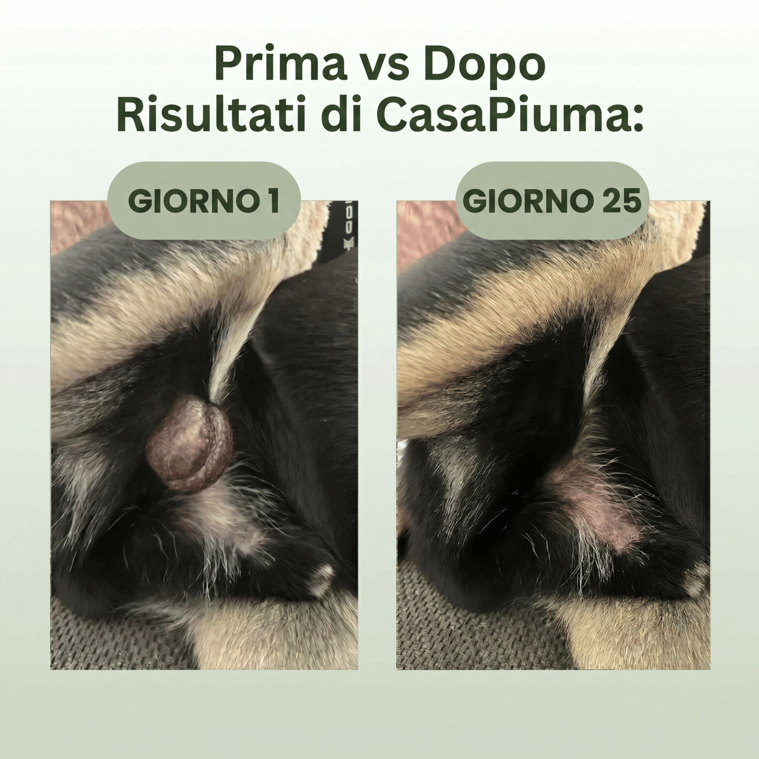 PeloVital: Coda di Tacchino + Probiotici